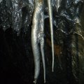 Randonnée Volcan, les stalactiites des tunnels de lave du Piton de la Fournaise